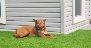 Brown dog resting comfortably on a neatly installed artificial turf in a backyard – Learn how you can create a pet-friendly outdoor space with our DIY guide!